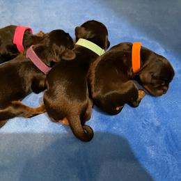 Cavalier King Charles Spaniel Puppies from Carter Woods Cavaliers