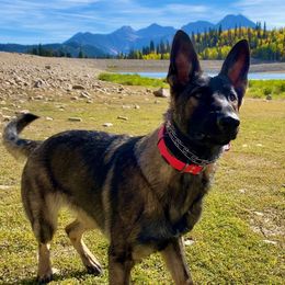 German Shepherds from Vom Stille Teufelshunde Kennels
