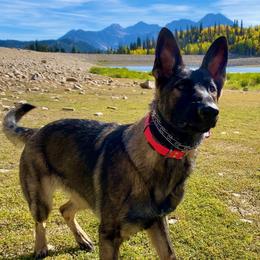 German Shepherds from Vom Stille Teufelshunde Kennels