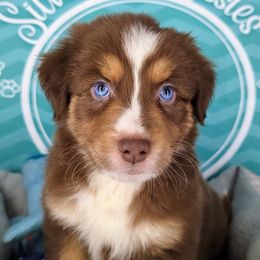 MOXXI BOY 4 - Red tri-color Australian Shepherd puppy in South Hill, Virginia from Silverside Aussies LLC