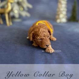 Yellow Collar Boy - Red  male Poodle puppy in Charlotte, North Carolina from Bruno & Co. Puppies
