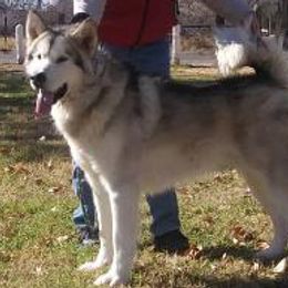 Kusa - Alaskan Malamute