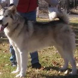 Kusa - Alaskan Malamute