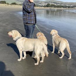 Labrador Retriever Puppies from Bella Frieda Farm Labrador Retrievers