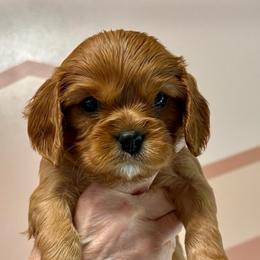 Wayne - Ruby male Cavalier King Charles Spaniel puppy in Lambertville, Michigan from Dream Dog LLC