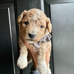Frost - Apricot male Poodle puppy in Adolphus, Kentucky from Deerly Poodles