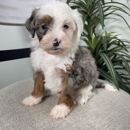 Kirby - Tri-color male Bernedoodle puppy in Holtwood, Pennsylvania from Country Ridge Puppies