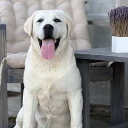 Labrador Retriever puppies from Grand River Labradors