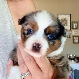 Dmitri - Blue merle male Toy Australian Shepherd puppy in Hotchkiss, Colorado from Yampa Valley Aussies