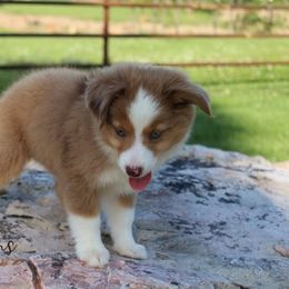 Miniature Australian Shepherd and Toy Australian Shepherd Puppies from Clayton Farms Australian Shepherds