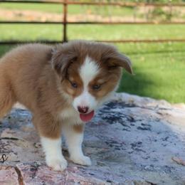 Miniature Australian Shepherd and Toy Australian Shepherd Puppies from Clayton Farms Australian Shepherds