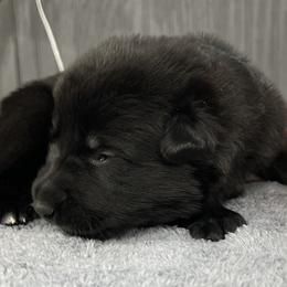 Boy 2 L blue - Black male German Shepherd puppy in Sharon Grove, Kentucky from Julie’s Shepherds