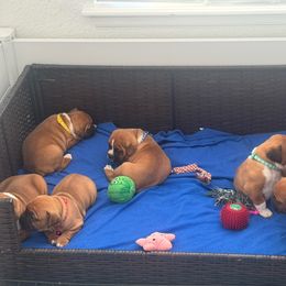 Boxer Puppies from Yuni’s AKC Boxers