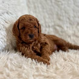 Maverick - Red  male Poodle puppy in Cedar City, Utah from Pearson's Poodles