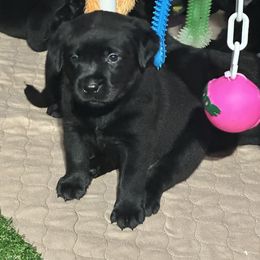 Labrador Retriever Puppies from Cedar Key Labradors