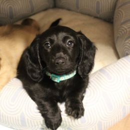 Chance - Black male Dachshund puppy in Sterling, Colorado from Country Chics Doxies