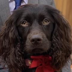 Leia - Boykin Spaniel