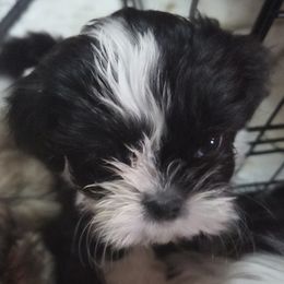 Freddie - female Shihpoo puppy in Kernersville, North Carolina from SweetTee's Shih Tzus LLC