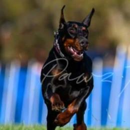 Doberman Pinscher Puppies from Double Take Doberman Kennels