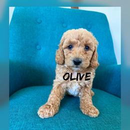 Olive - Apricot female Goldendoodle puppy in Glendale, Arizona from Follow Your Bliss Doodles
