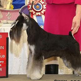 Striker - Miniature Schnauzer