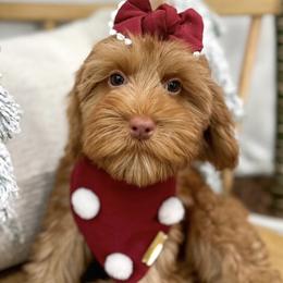 Samara - Caramel Australian Labradoodle puppy in Palmdale, California from Doodles_Ko
