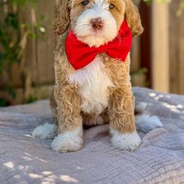 Latte - female Australian Labradoodle puppy in Clovis, California from Delta Doodless