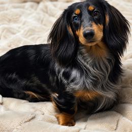 Xena - Dachshund