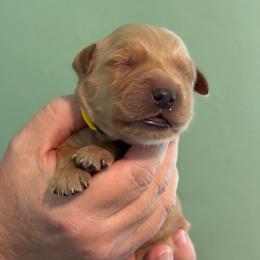 Yellow - Dark golden male Golden Retriever puppy in Eustis, Florida from Earley Goldens