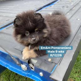 Black and tan boy 2500 no breeding rights - Black and tan male Pomeranian puppy in Kentucky from Em&M Pomeranians