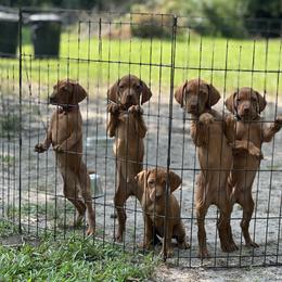 Vizsla Puppies from Pantana Kennels