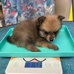 Boy Sable Missouri - Beaver sable male Pomeranian puppy in Lebanon, Missouri from Anna's Babies in the Midwest