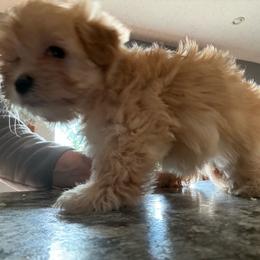 Girl 1 - Tan female Morkie puppy in Madelia, Minnesota from Prairie Farms