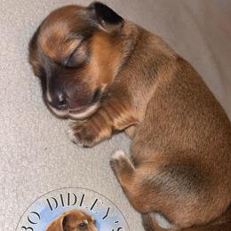 Brave - Red male Dachshund puppy in Clarksdale, Mississippi from Bo Didley's Doxies