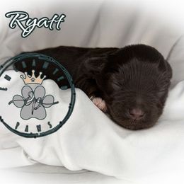 Ryatt - Liver male Miniature Schnauzer puppy in Dorr, Michigan from Enchanted Paws