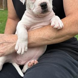 Silver - White female American Bully puppy in Princeton, Texas from District 12 Kennels