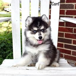 Carl - Gray and white male Pomsky puppy in Murfreesboro, Tennessee from Middle Tennessee Pomskies