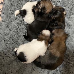 Shih Tzu Puppies from Itty Bitty Paws