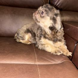 Potato - Shih Tzu