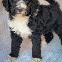 Pearl - Black and white female Bernedoodle puppy in Grant City, Missouri from Timberline Paws