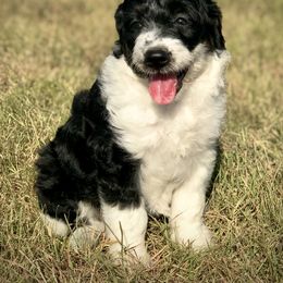Aussiedoodle, Miniature Australian Shepherd, and Poodle Puppies from Classic K9’s  Aussies, Poodles & Doodles