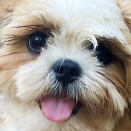 Shih Tzus from Simply Sweet & Adorable Shihtzus