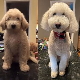 Goldendoodle, Poodle, and Sheepadoodle All Grown Up from Brewer's Goldendoodles & Sheepadoodles