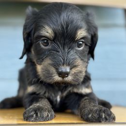 Janice - female Golden Mountain Doodle puppy in Twin Falls, Idaho from Magic Valley Family Doodles