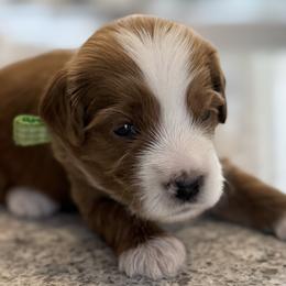 Twister - Parti male Goldendoodle puppy in Gilbert, Arizona from DogHouse Doodles