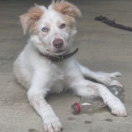 Border Collie puppies from Sagehill Agility