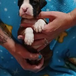 Brooke - Fawn male Boxer puppy in Cannon Falls, Minnesota from Pattys Boxers and Bulldogs