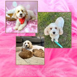 Bailee - Goldendoodle