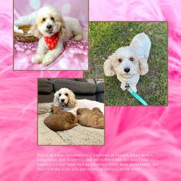Bailee - Goldendoodle