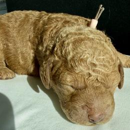 Goldendoodle Puppies from As You Wish Doodles